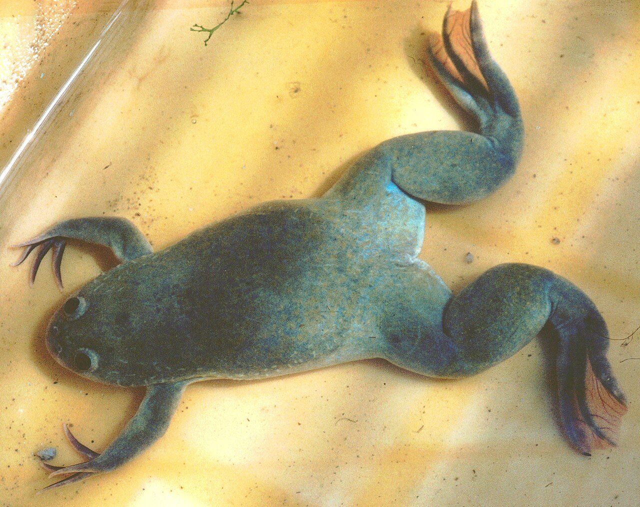 African clawed frog